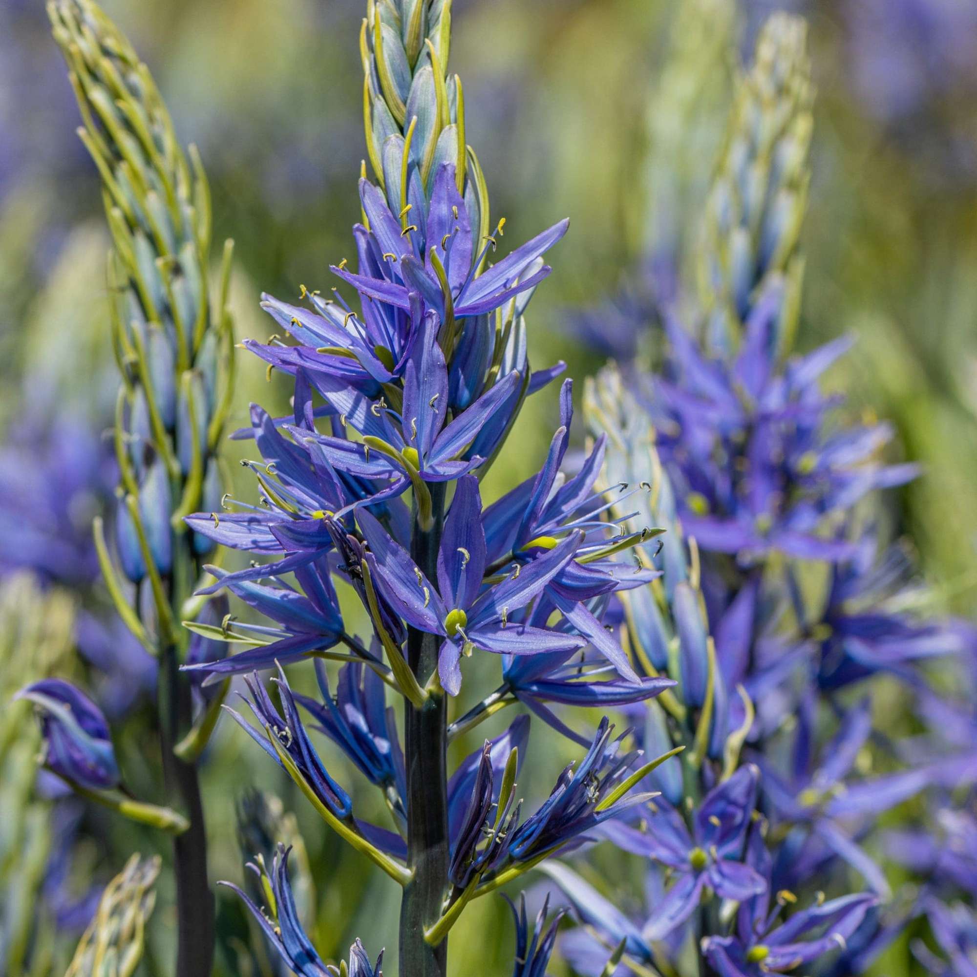 Prärieklocka Camassia quamash 'Caerulea'